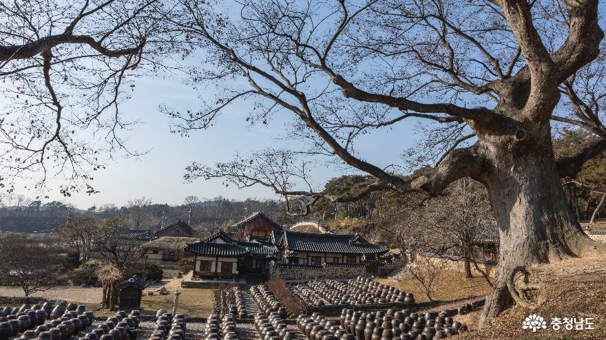 느티나무 아래 장독대가 있는 풍경