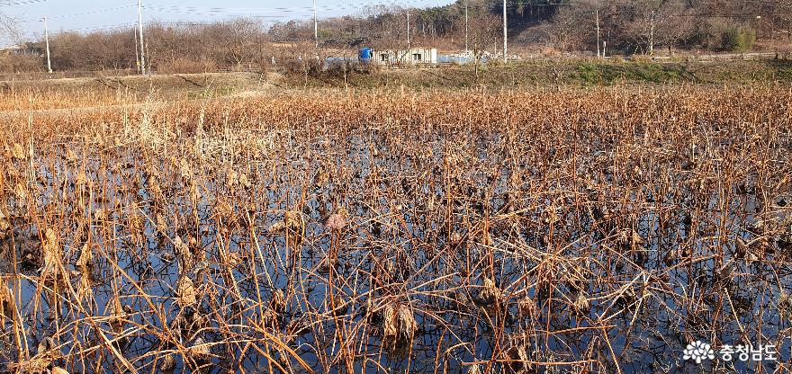 이응노 집 연 밭. 여름부터 가을까지 연꽃이 장관을 이룬다.  