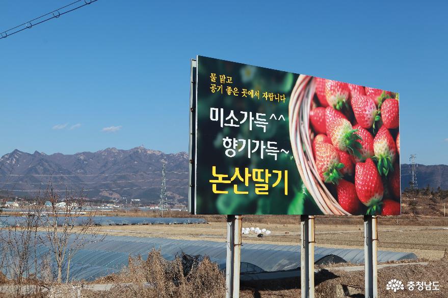 논산 딸기 광고판
