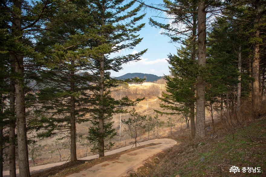 수촌리 고분군 주변의 전나무 길