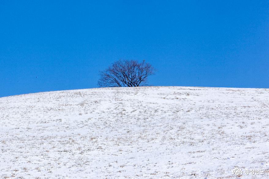 겨울의 끝, 서산목장의 '환상적인 설경’ 9