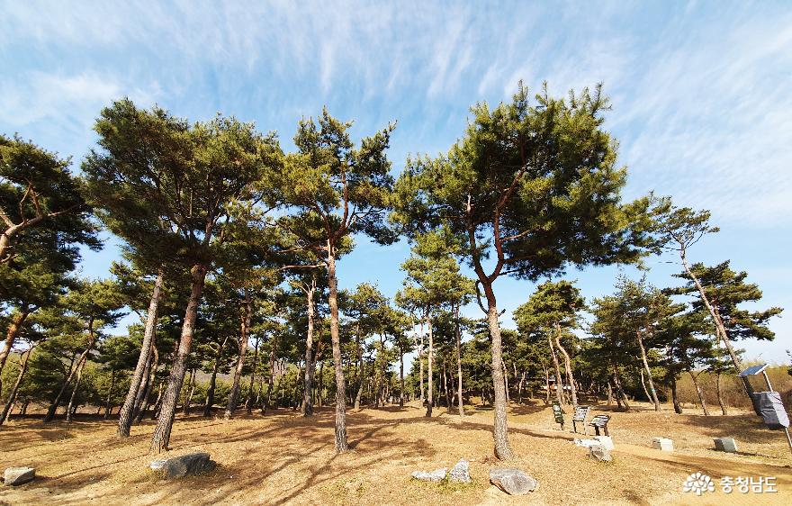 소나무숲 보며 산책하는 곳, 고마나루 사진