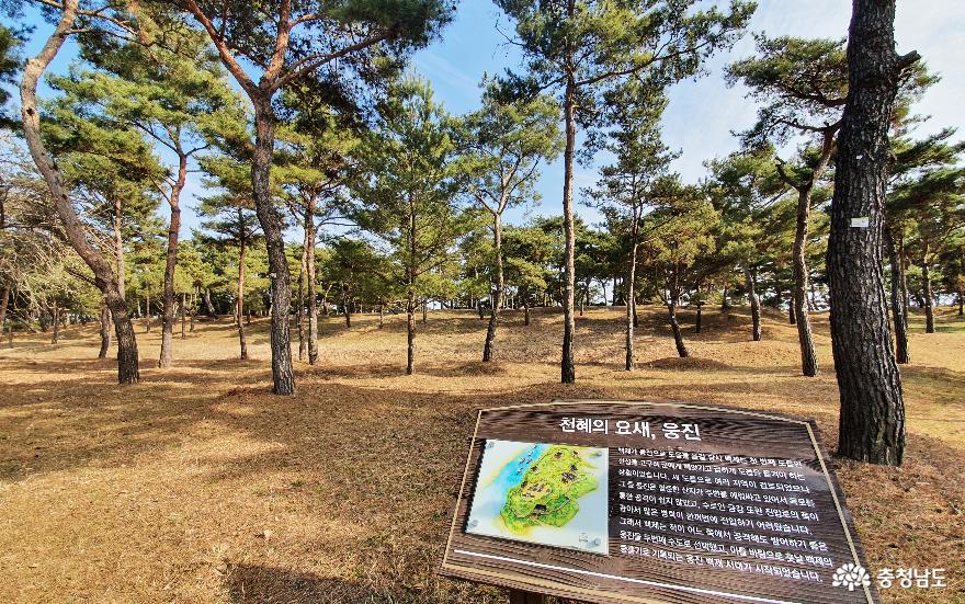 소나무숲 보며 산책하는 곳, 고마나루 사진