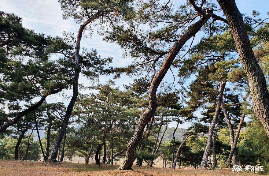 소나무숲보며산책하는곳고마나루 7