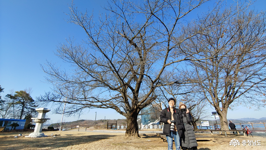 탑정호광장 벚나무