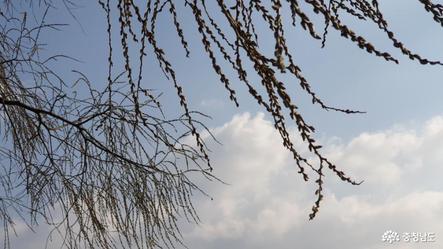 봄을 느끼는 금강 미르섬의 버드나무