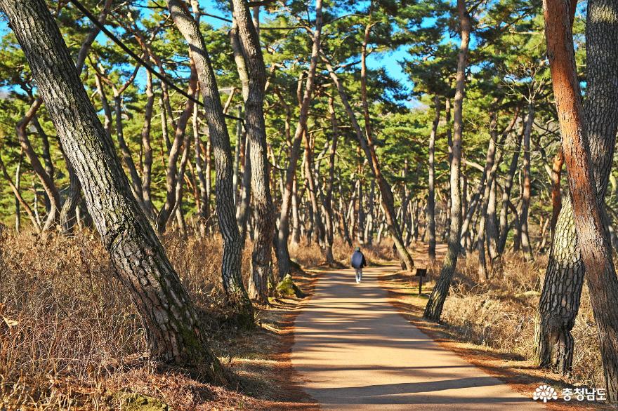 아름다운 자연이 있는 천년의숲길을 걸어 보자