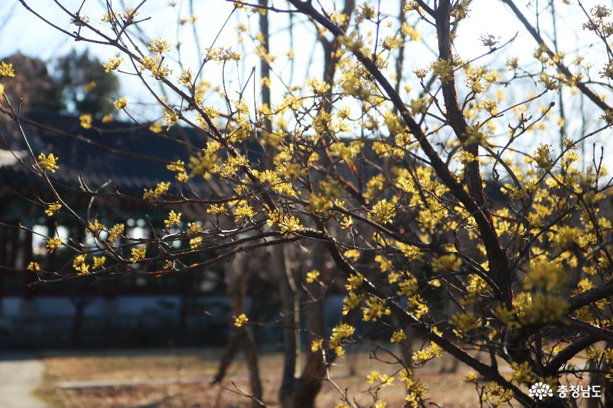 꽃망울터트린천안남산공원의봄 5