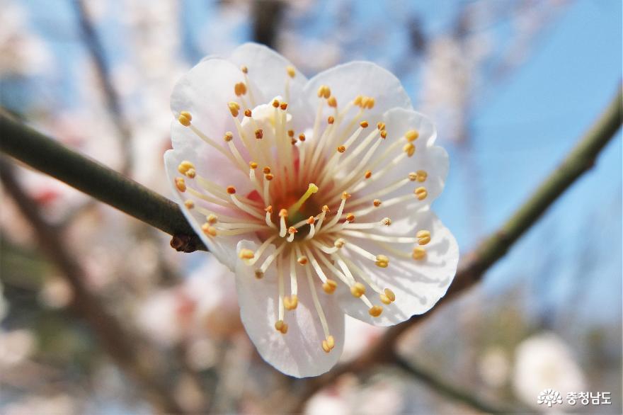 꽃 피는 논산시민공원에서 봄길을 걸어 보세요