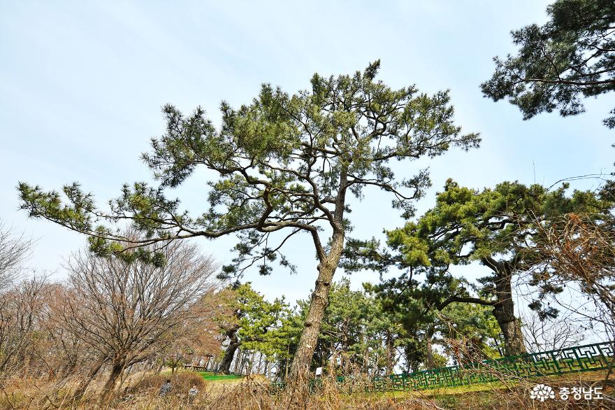 시간 속 여행, 아산 문화재 형제송을 찾아 떠난 이야기 사진