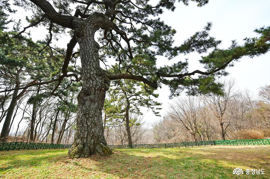 시간 속 여행, 아산 문화재 형제송을 찾아 떠난 이야기 사진