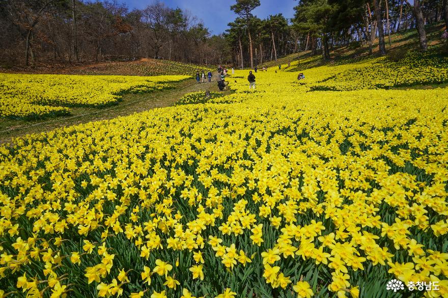 수선화활짝핀서산유기방가옥 7