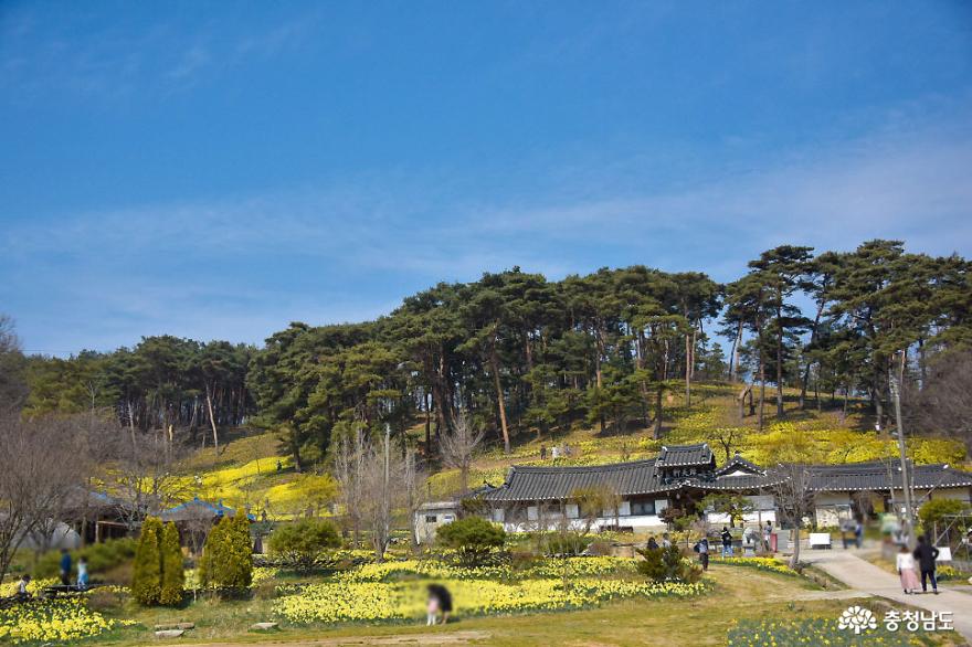 수선화 활짝 핀 서산 유기방가옥 사진