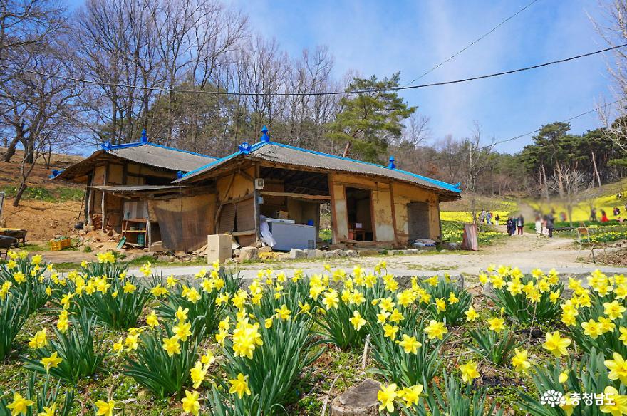 수선화 활짝 핀 서산 유기방가옥 사진