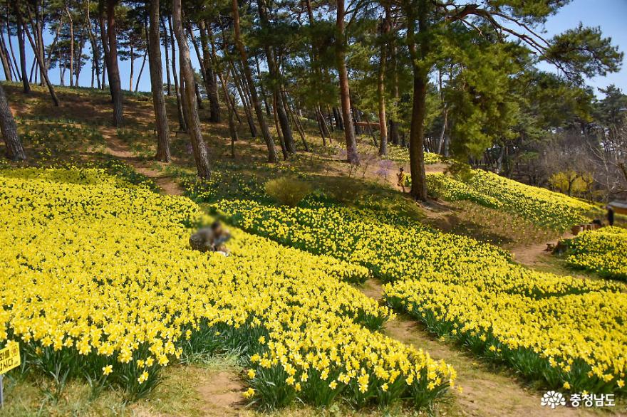 수선화활짝핀서산유기방가옥 9