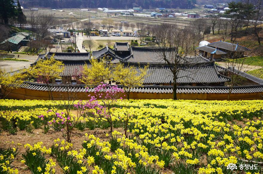 수선화 활짝 핀 서산 유기방가옥 사진