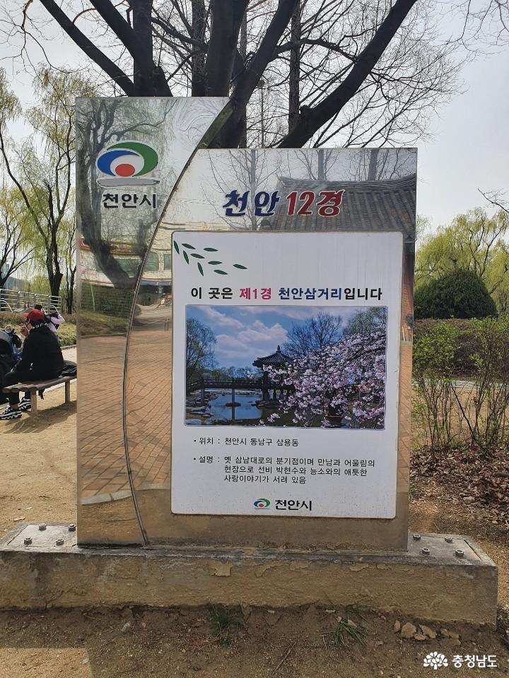 버들나무가 많은 천안 제1경 삼거리공원 사진