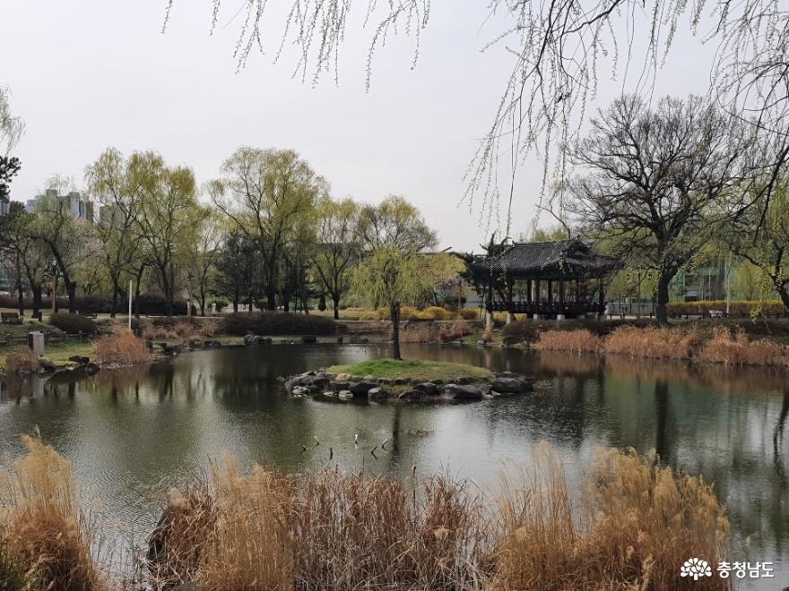 버들나무가 많은 천안 제1경 삼거리공원 사진