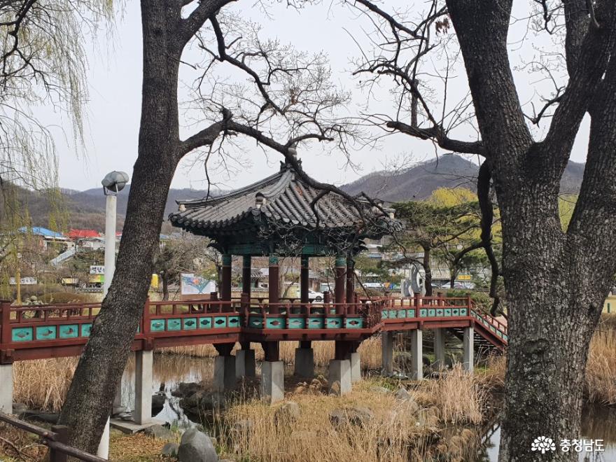 버들나무가 많은 천안 제1경 삼거리공원 사진