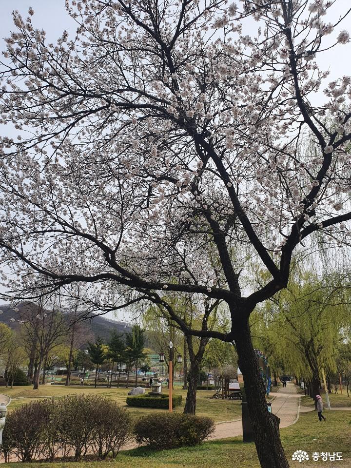 버들나무가 많은 천안 제1경 삼거리공원 사진