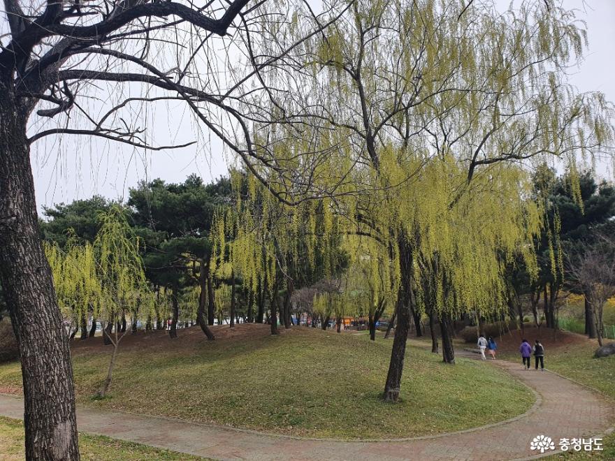 버들나무가 많은 천안 제1경 삼거리공원 사진