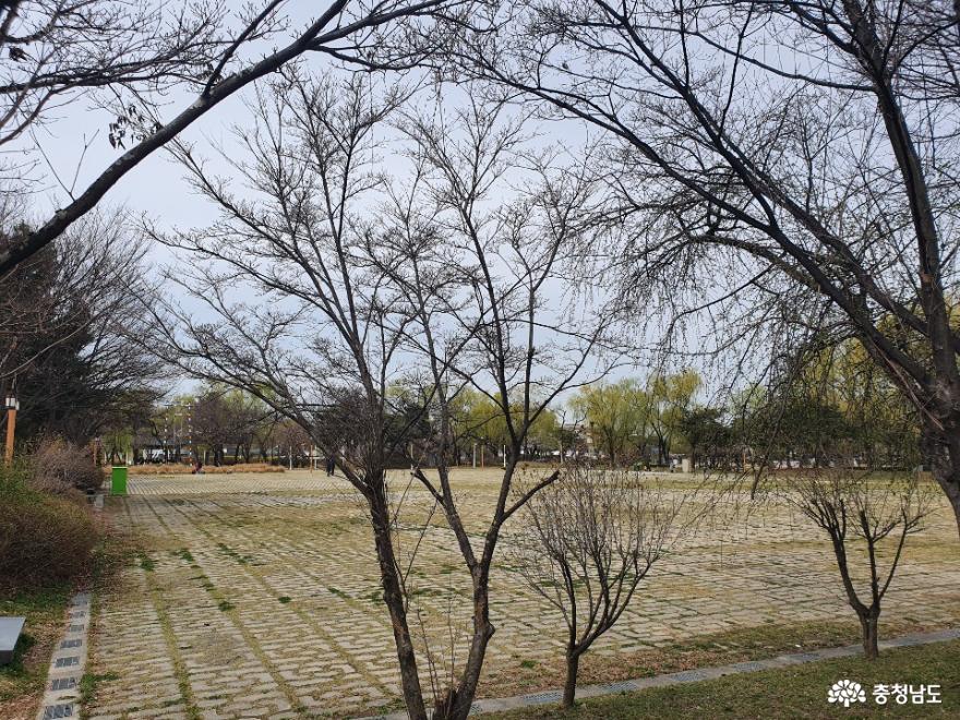 버들나무가 많은 천안 제1경 삼거리공원 사진