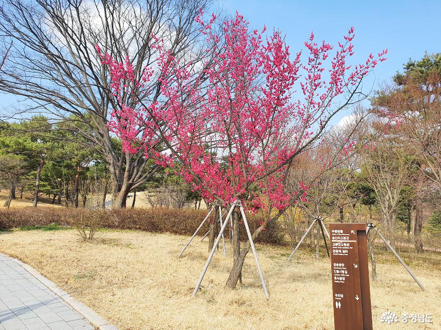 세계유산 백제역사유적지구, 송산리고분군 사진