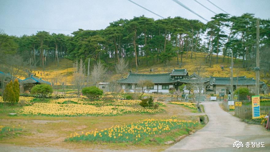 노란 물결에 잠시 취해봐요, 서산 유기방가옥