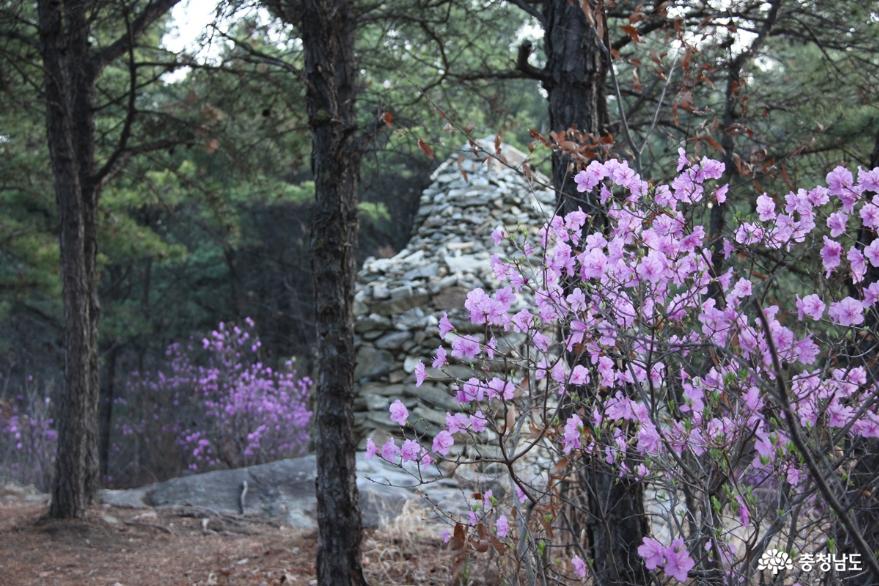 연분홍빛진달래꽃만발한아산고용산 1