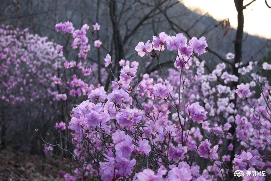 연분홍빛 진달래꽃 만발한 아산 고용산 사진