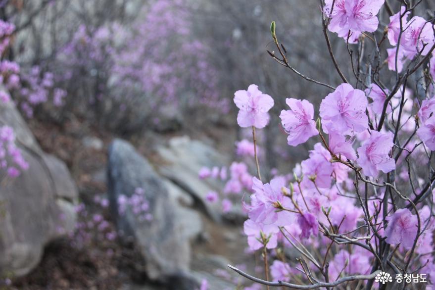 연분홍빛진달래꽃만발한아산고용산 4