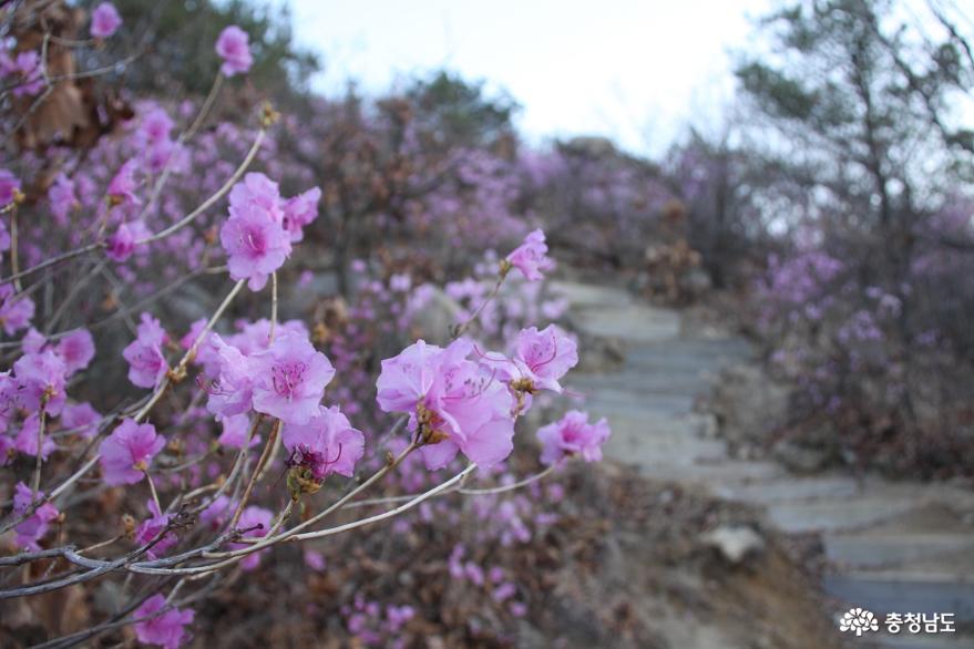 연분홍빛 진달래꽃 만발한 아산 고용산 사진