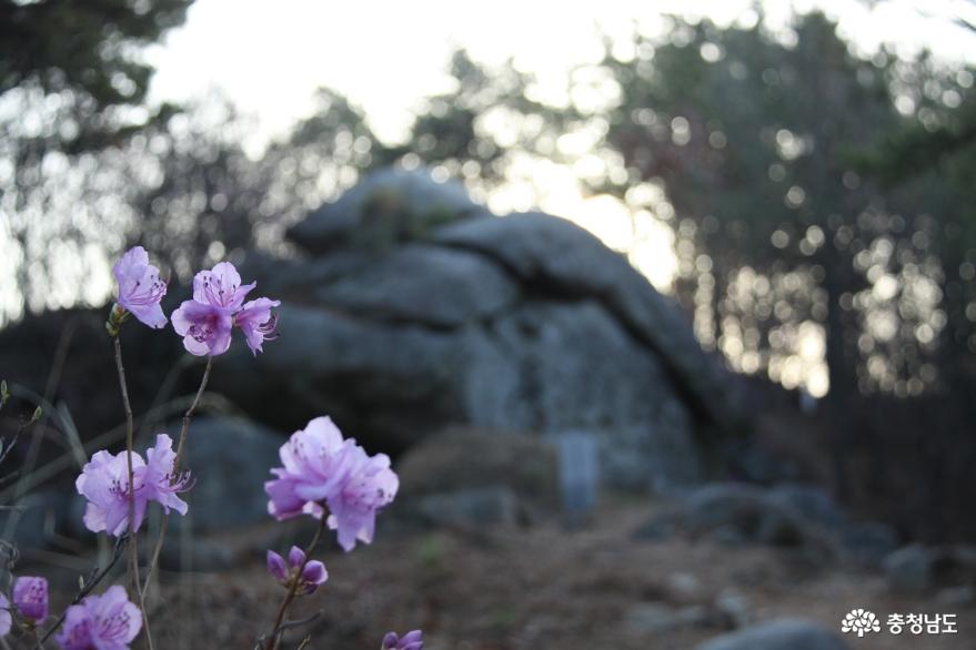 연분홍빛 진달래꽃 만발한 아산 고용산 사진