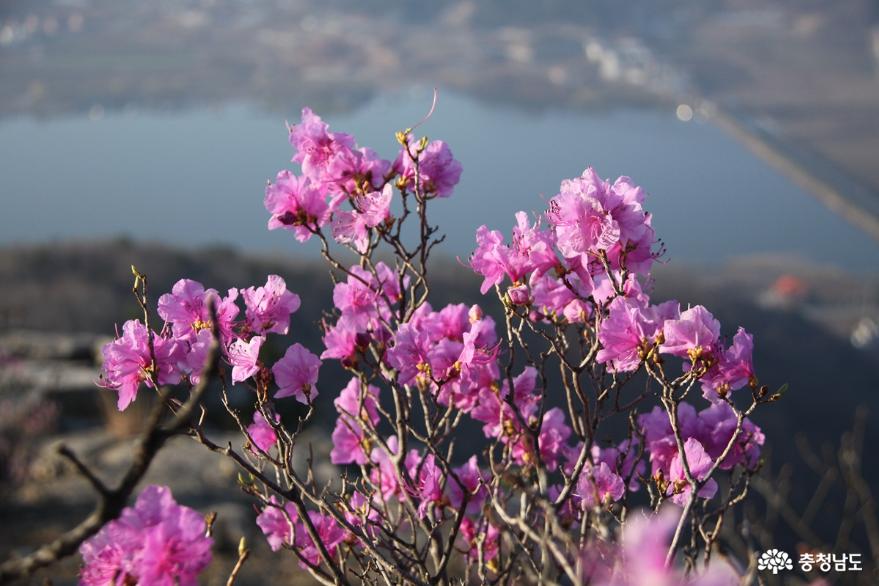 연분홍빛진달래꽃만발한아산고용산 9
