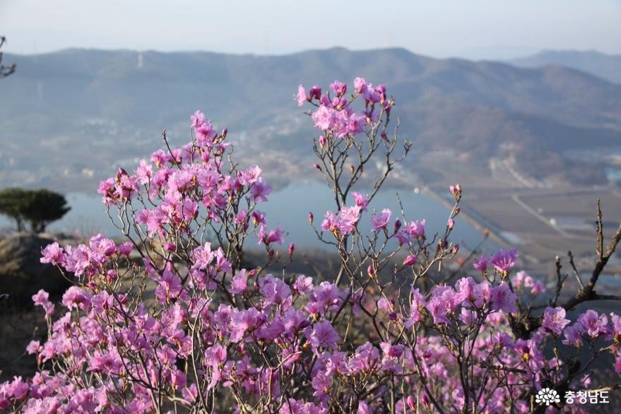 연분홍빛 진달래꽃 만발한 아산 고용산 사진