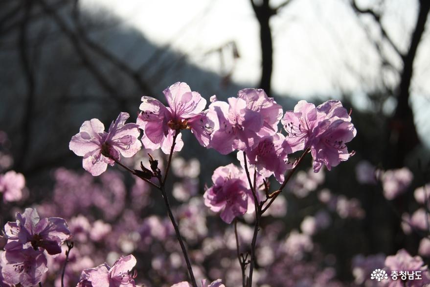 연분홍빛 진달래꽃 만발한 아산 고용산 사진