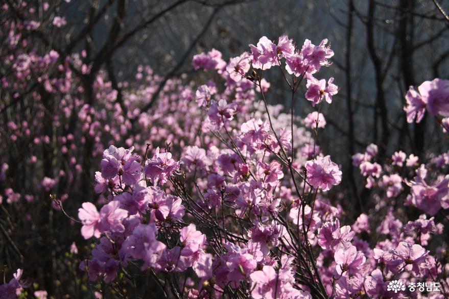 연분홍빛 진달래꽃 만발한 아산 고용산 사진