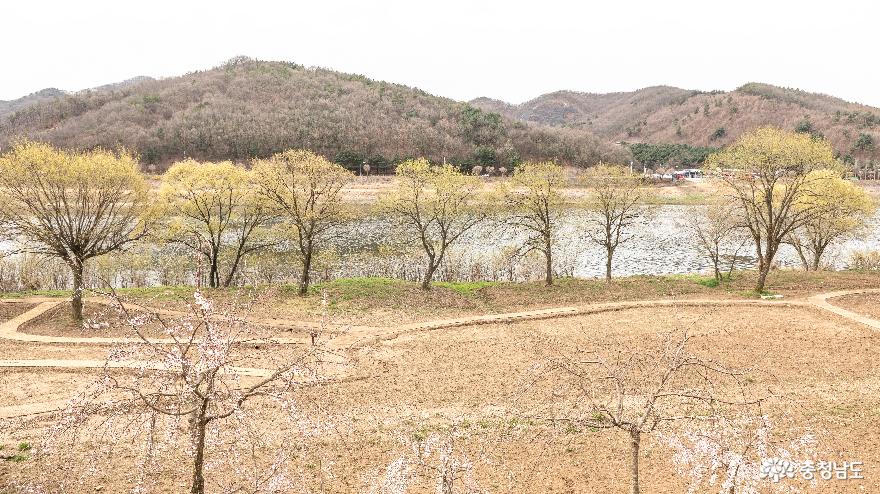 공주 금강변의 초록 봄 사진