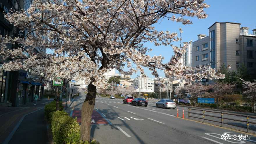 용화동 벚꽃길