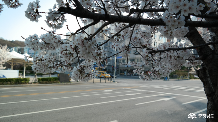 용화동 벚꽃길