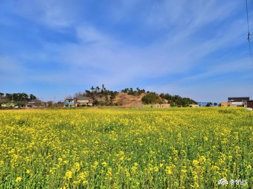 봄바다, 간월도 유채꽃 물결 사진