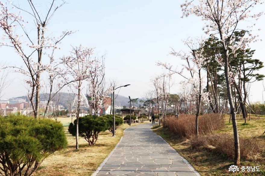 봄기운 가득한 도솔광장공원 사진