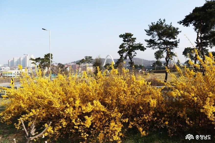 봄기운 가득한 도솔광장공원 사진