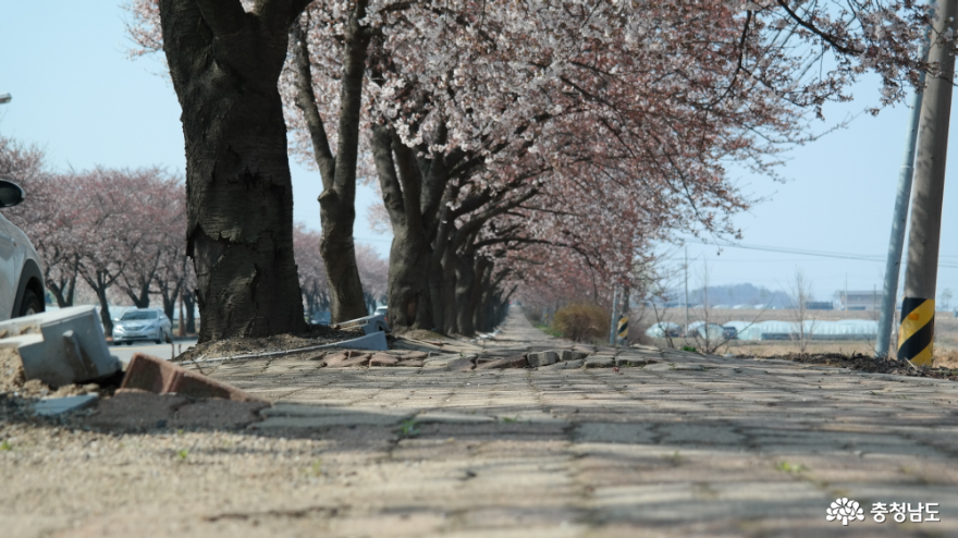 벚꽃길 드라이브 스루 산책