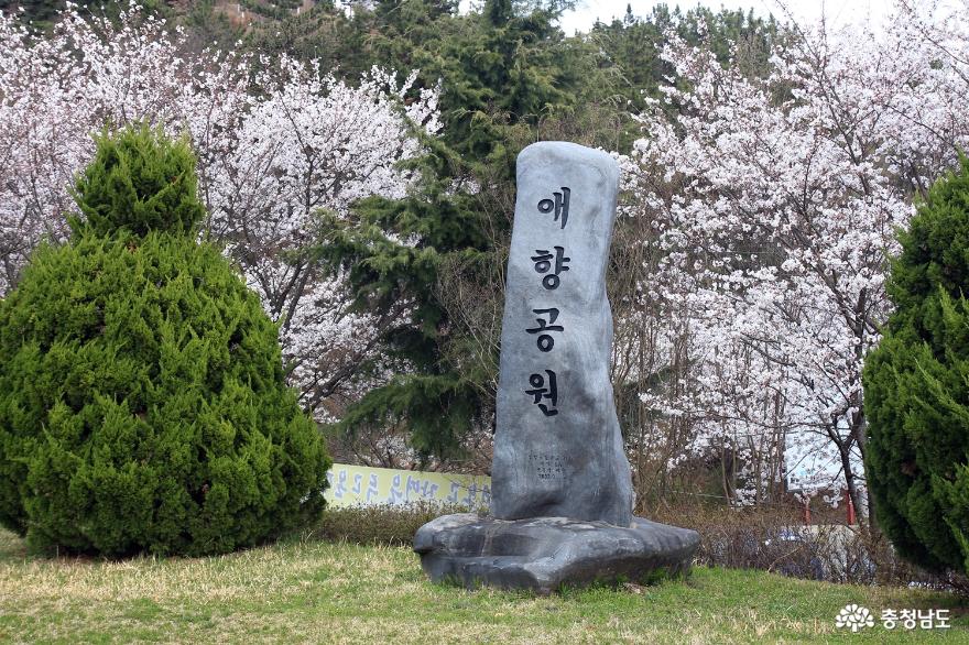 논산시벚꽃명소탑정호와노성산애향공원 9