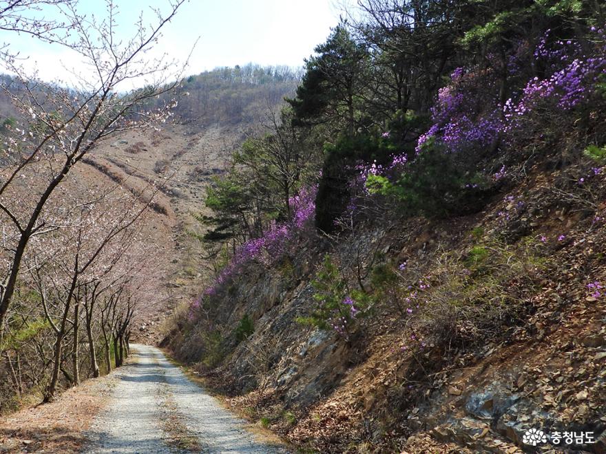 풍성해지는 25리 벚꽃길을 가다 사진
