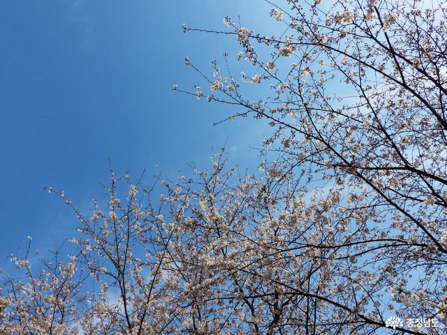 풍성해지는 25리 벚꽃길을 가다 사진