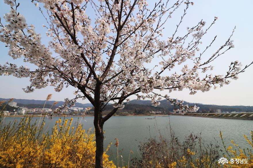 봄바람 흩날리는~ 천호지 벚꽃길을 걸으며! 사진