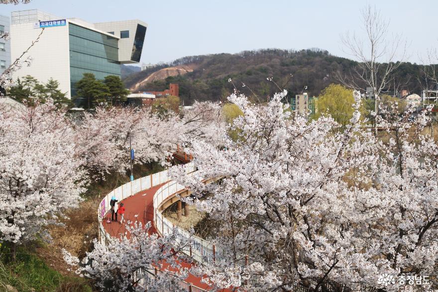 봄바람 흩날리는~ 천호지 벚꽃길을 걸으며! 사진