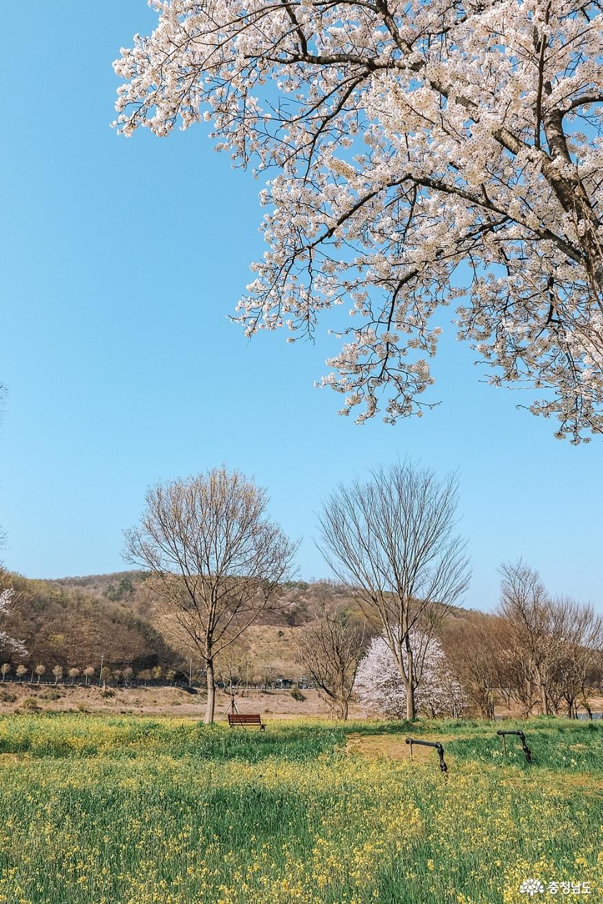 금강을 따라 조용한 유채꽃밭 산책, 석장리 계절별 꽃단지 사진